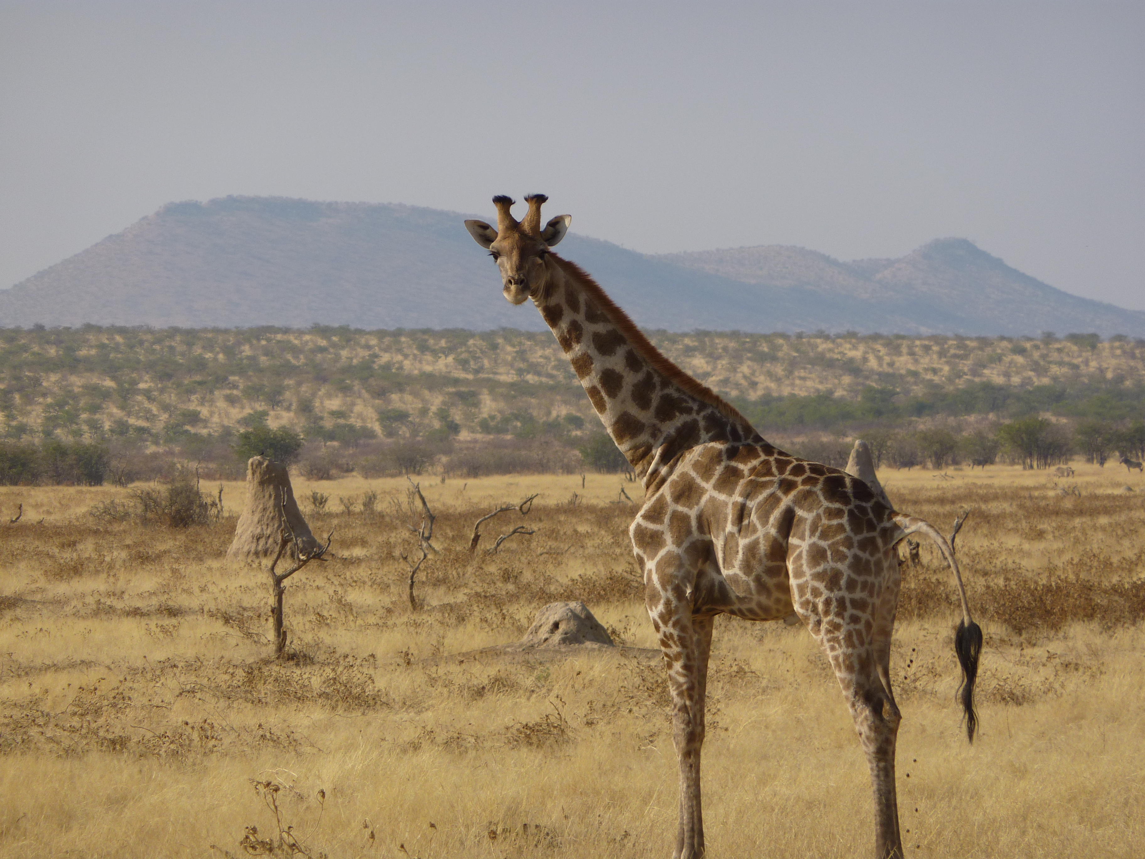 Safari-giraffa