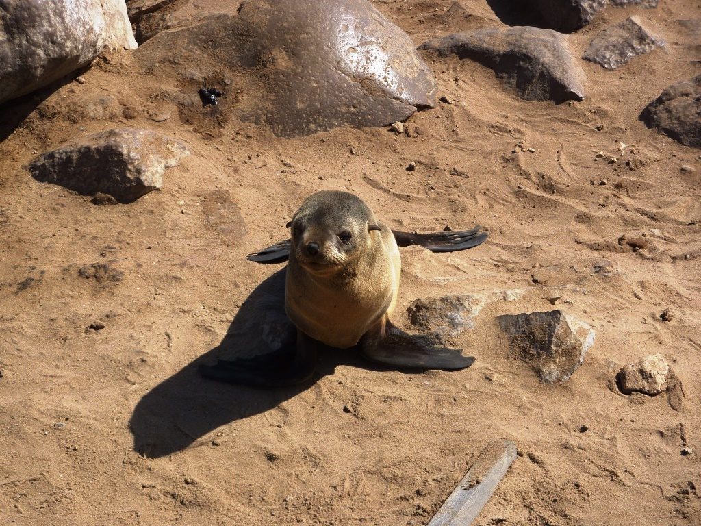 itinerario di 15 giorni in namibia