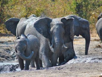 quanto costa un safari in africa