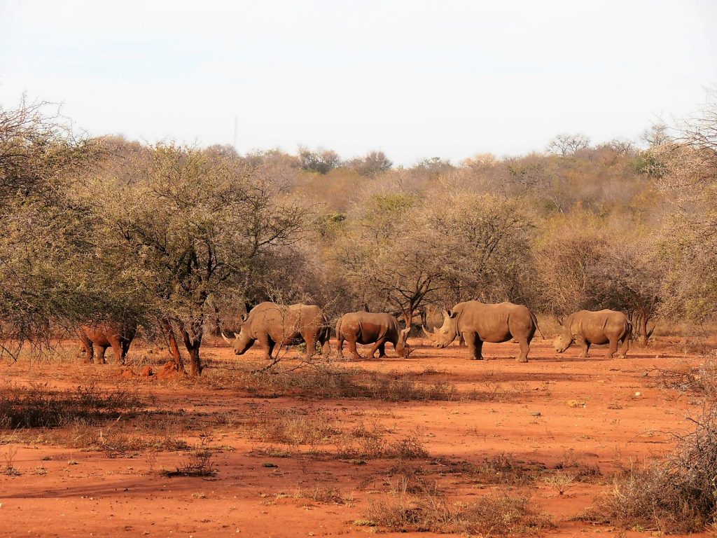 safari in africa rinoceronti