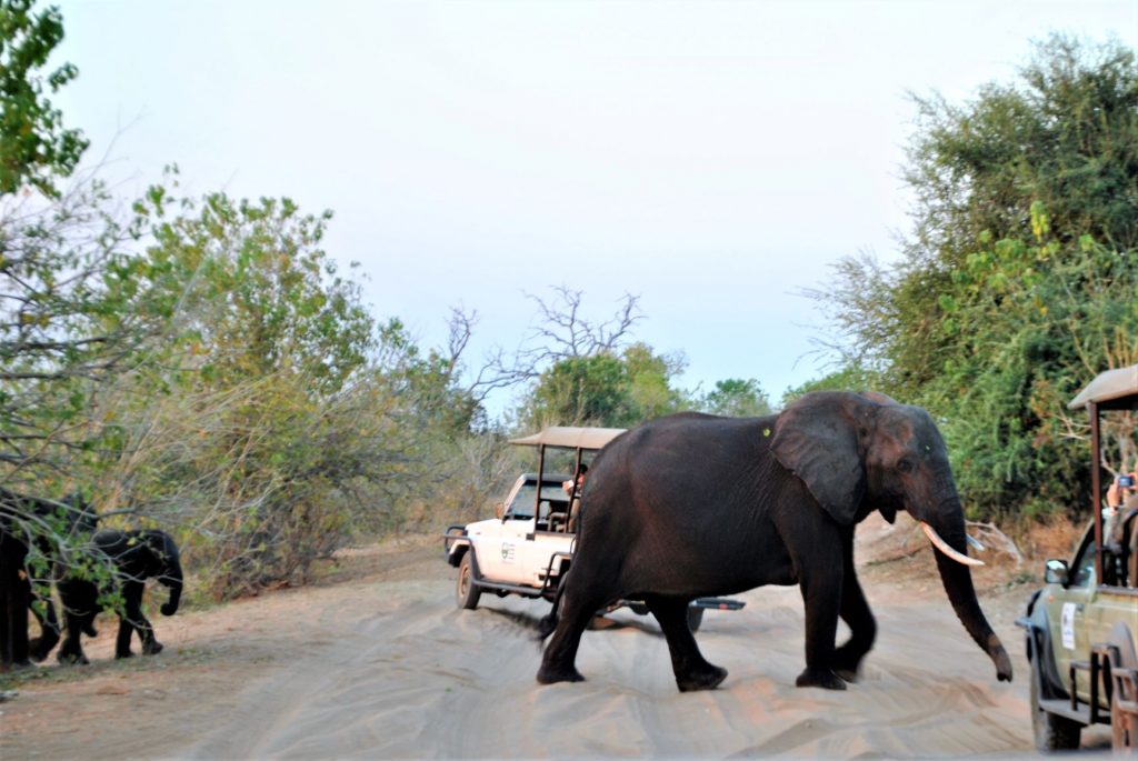 safari in africa self drive