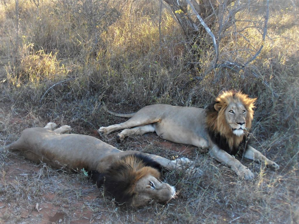 safari in africa leoni