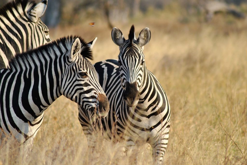 safari in africa zebre
