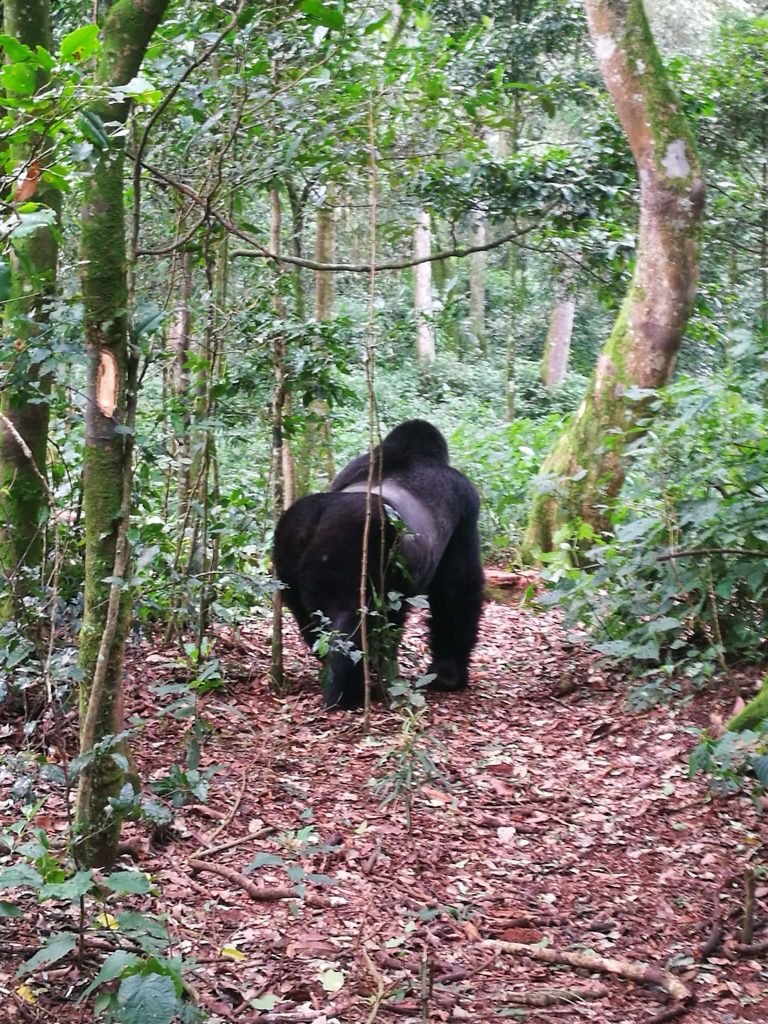 safari uganda gorilla di montagna