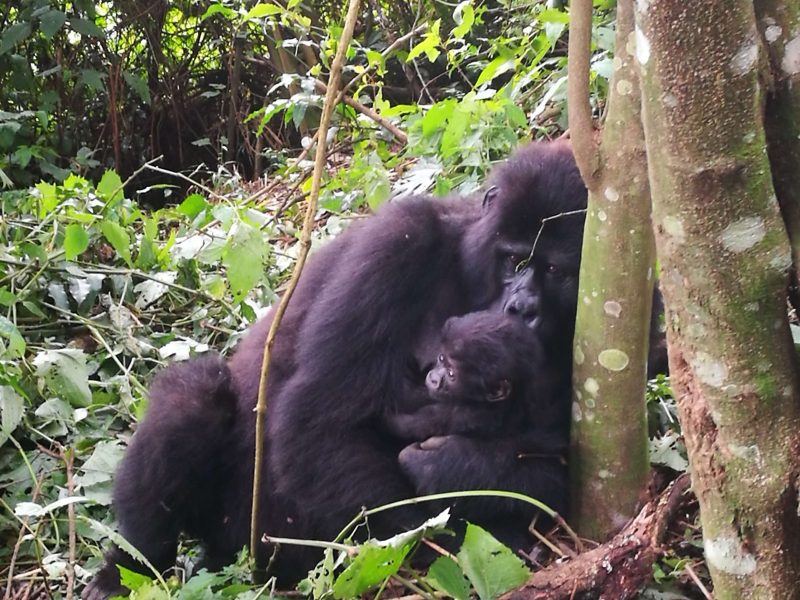 safari uganda gorilla di montagna