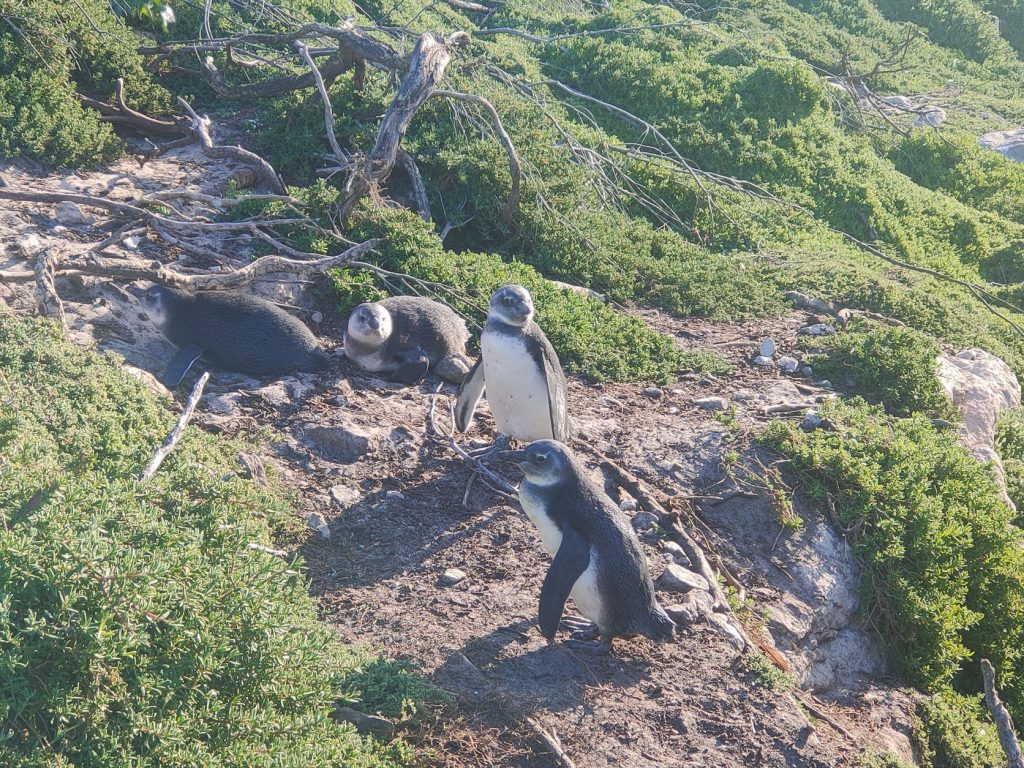 hermanus pinguini stony
