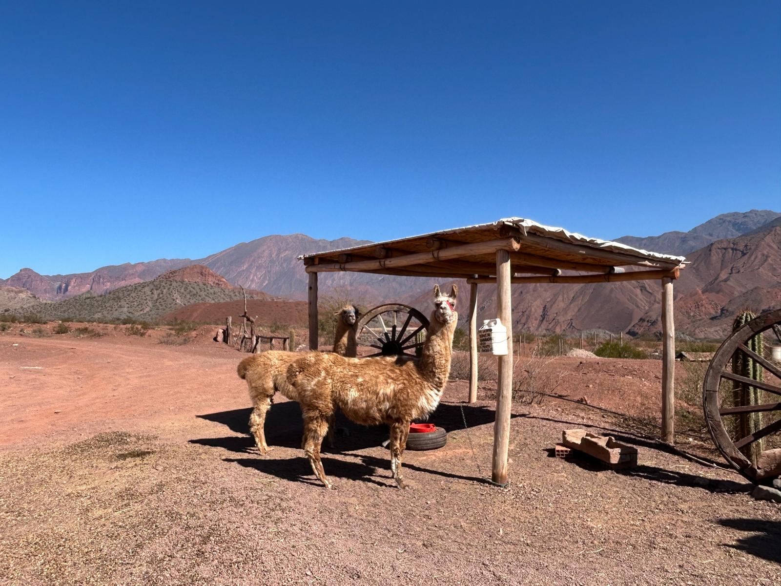 puna argentina
